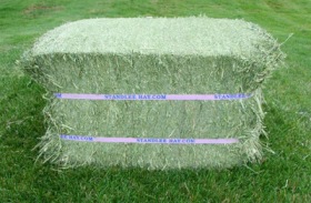 PREMIUM COMPRESSED ALFALFA BALE