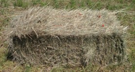 BROME BALES