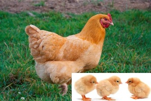 BUFF ORPINGTON PULLET