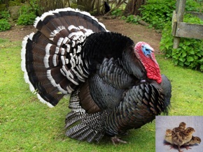 BOURBON RED TURKEY