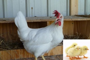 WHITE LEGHORN PULLET