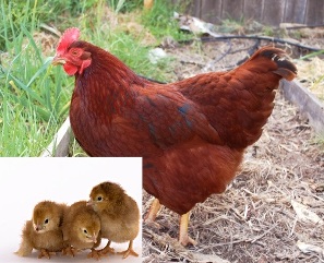 RHODE ISLAND RED PULLET