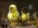 ASSORTED DUCK