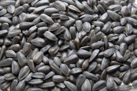 50# BLACK OIL SUNFLOWER SEED