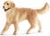 GOLDEN RETRIEVER FEMALE