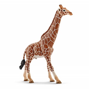 GIRAFFE MALE