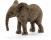 AFRICAN ELEPHANT CALF