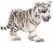 TIGER CUB WHITE