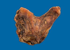 6" BEEF HIND HOCK