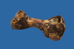 THE JUMBONE BEEF HUMERUS