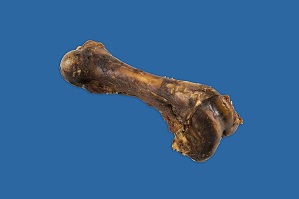 THE BEHAMOTH PORK FEMUR