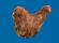6" BEEF HIND HOCK