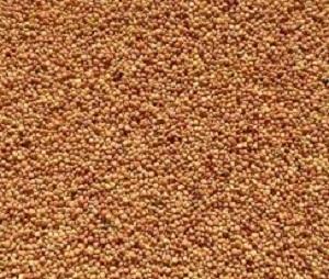 25# LADINO CLOVER