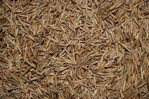50# BROMEGRASS