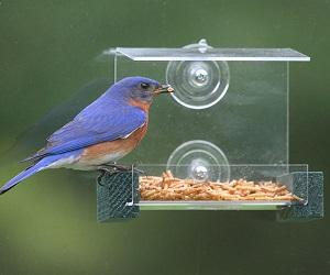 MINI GREEN WINDOW FEEDER