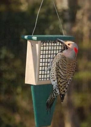 SUET FEEDER W/ TAIL PROP