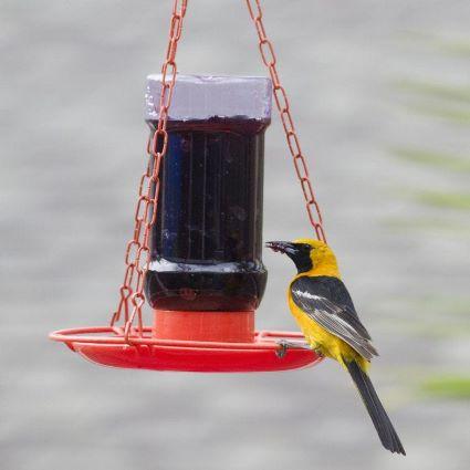 ORIOLE JELLY FEEDER