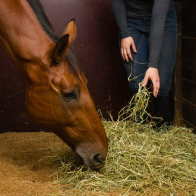 EQUINE FEED