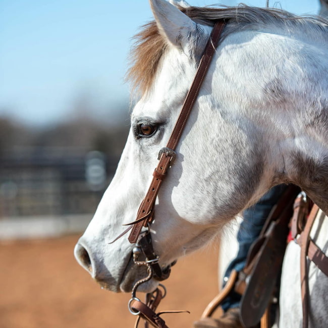 SADDLE &amp; TACK