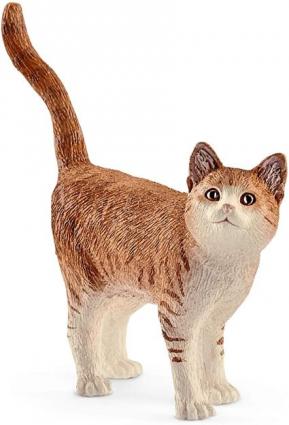 AMERICAN SHORTHAIR CAT