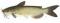 CHANNEL CATFISH 4-6"