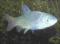 GRASS CARP (TRIPLOID KANSAS)