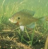 HYBRID BLUEGILL 2-3"