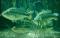 LARGEMOUTH BASS 2-3"