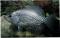 BLACK CRAPPIE 2-3"