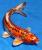 KOI 3-4"