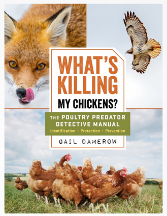 WHAT'S KILLING MY CHICKENS