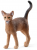 ABYSSINIAN CAT