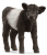 GALLOWAY CALF