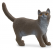 BRITISH SHORTHAIR CAT