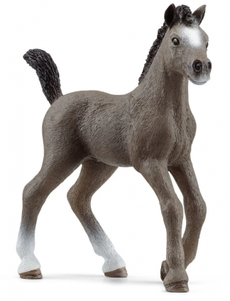 SELLE FRANCIAIS FOAL