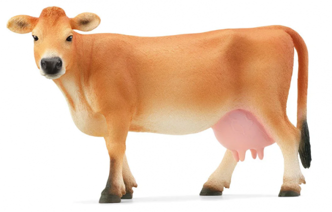 JERSEY COW