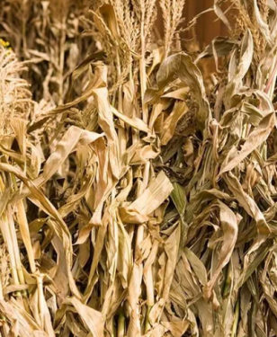 CORN STALKS BUNDLE