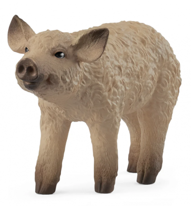 MANGALICA PIGLET