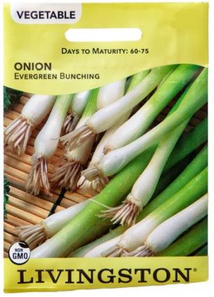 EVERGREEN BUNCHING ONION