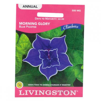 MORNING GLORY-RED PICOTEE