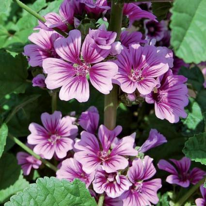 MALVA SYLVESTRIS-ZEBRINA (P)