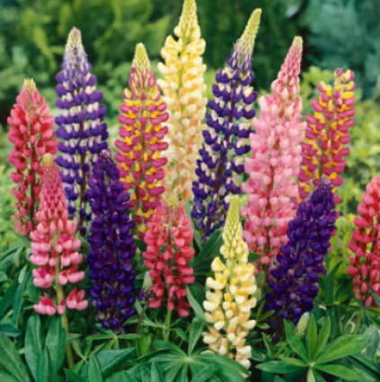 LUPINE-RUSSELL'S PRIZE MIXTURE