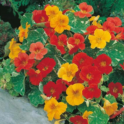 NASTURTIUM-DWARF ALASKA