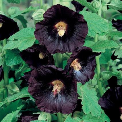 HOLLYHOCK-NIGRA (P)