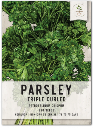 PARSLEY-CURLED/TRIPLE