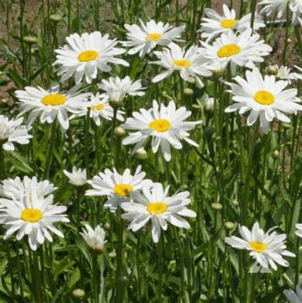 SHASTA DAISY (P)