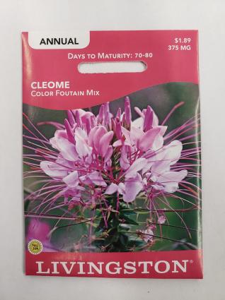 CLEOME-COLOR FOUNTAIN MIX (A)