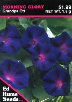 MORNING GLORY GRANDPA OTT