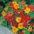 NASTURTIUM-DWARF ALASKA