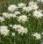 SHASTA DAISY (P)